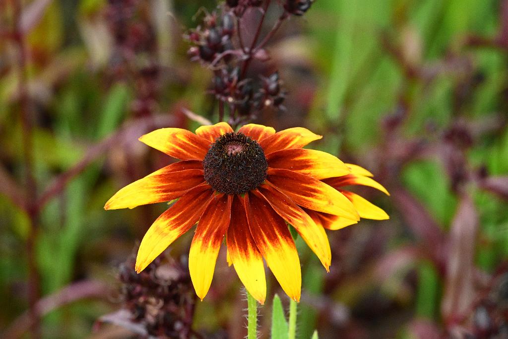 2025-07119498 Tower Hill Botanic Garden, MA.JPG - Black-eyed Susan. New England Botanic Garden at Tower Hill, MA, 7-11-2025
